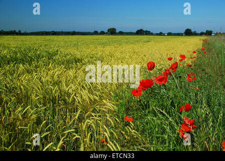 Poppies in Wheat field near Srax Power Station in Yorkshire