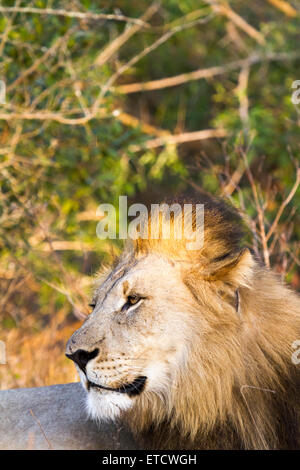 Male lion in profile at Phinda Private Game Reserve, South Africa Stock Photo