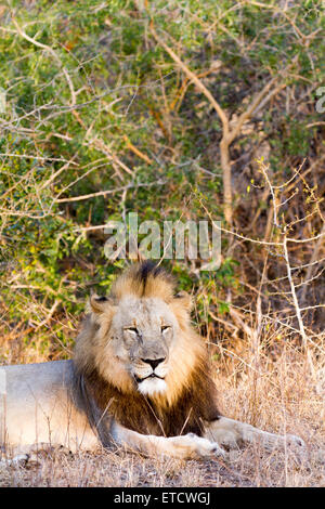 Male lion resting at Phinda Private Game Reserve, South Africa Stock Photo