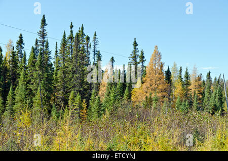 Northern Ontario Forest in Autumn time Stock Photo