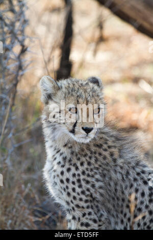 Young cheetah cub at Phinda Private Game Reserve, South Africa Stock Photo