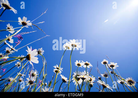 Beautiful white daisies on the field and blue sky Stock Photo