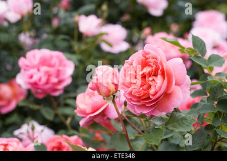 Rosa 'Boscobel' (Auscousin). Salmon pink rose in an English garden. Stock Photo
