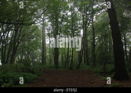woods in cornwall on an overcast cloudy day Stock Photo