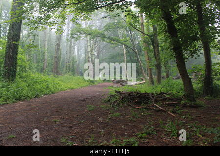 woods in cornwall on an overcast cloudy day Stock Photo