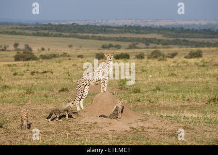Alert Cheetah mother with three cubs observing her surrounding in the Masai Mara Stock Photo