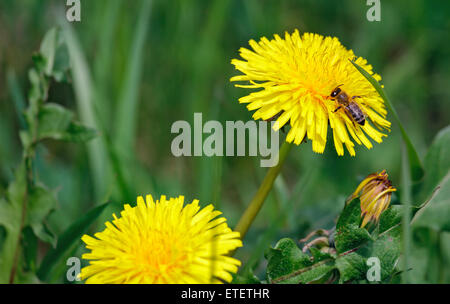 bee sits on a yellow flower close up Stock Photo