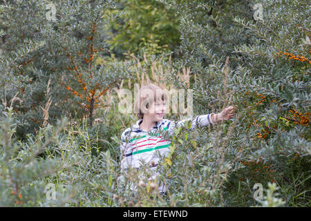 Little boy picking berries Stock Photo