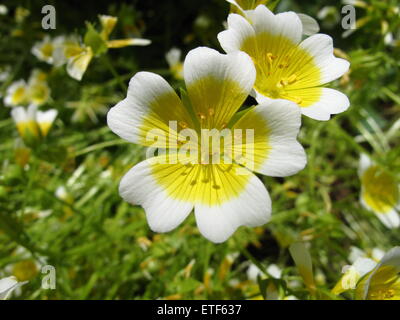 Limnanthes Douglasii Stock Photo