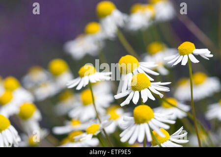 Matricaria chamomilla. German chamomile flowers. Stock Photo