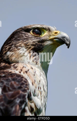 Close up head portrait of a pere saker falcon hybrid against a natural blue sky background in an upright vertical format. Stock Photo
