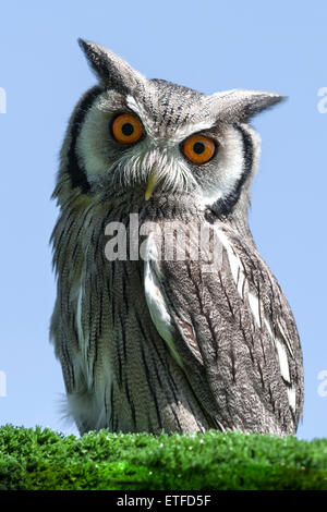 A very close up profile portrait of the head of a saker falcon Stock Photo