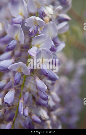 Wisteria flowers, close up Stock Photo