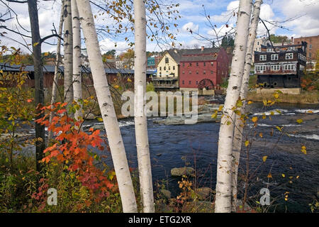 White Birch trees grow on the banks of the Ammonoosuc River in Littleton, New Hampshire, USA. Buildings in the background. Stock Photo