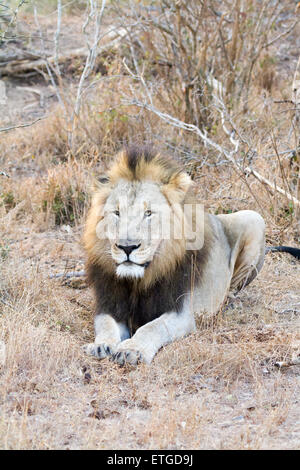 Male lion at Phinda Private Game Reserve, South Africa Stock Photo