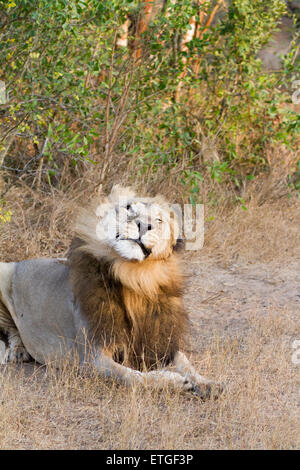 Male lion shaking head at Phinda Private Game Reserve, South Africa