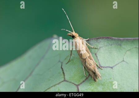 Cabbage moth or diamondback moth Stock Photo