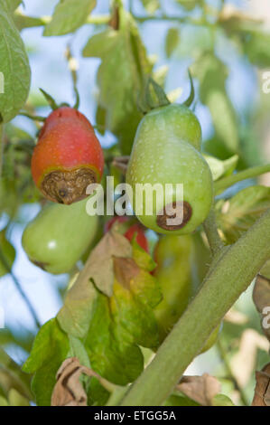 Blossom end rot symptoms on Roma type tomatoes Stock Photo