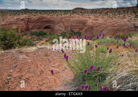 Purple Prairie Clover Dalea Purpurea Stock Photo