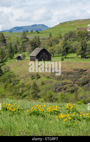 Rural barn with wildflower meadow in bloom Stock Photo
