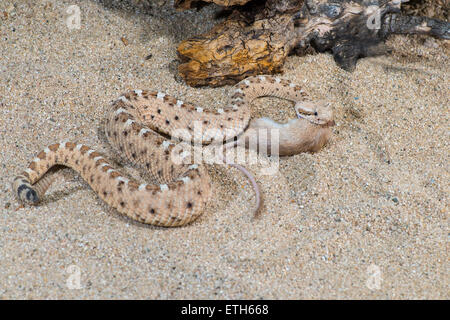 Sidewinder  Crotalus cerastes cercobombus  Pima County, Arizona, United States  13 June        Adult with Pocket Mouse (Chaetodi Stock Photo