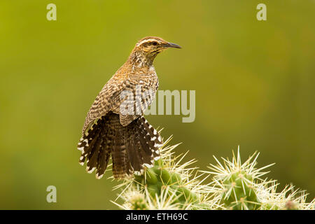 Cactus Wren Campylorhynchus brunneicapillus Tucson, Arizona, United States 8 June      Adults     Troglodytidae    Arizona's Sta Stock Photo