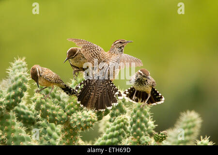 Cactus Wren Campylorhynchus brunneicapillus Tucson, Arizona, United States 8 June      Adults and Immatures.     Troglodytidae Stock Photo