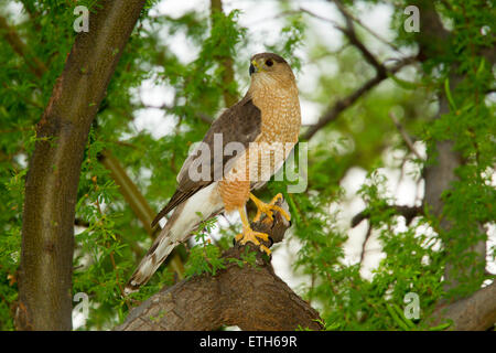 Cooper's Hawk Accipiter cooperii Tucson, Arizona, United States 3 June ...