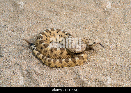 Sidewinder  Crotalus cerastes cercobombus  Pima County, Arizona, United States  13 June        Adult      Viperidae: Crotalinae Stock Photo