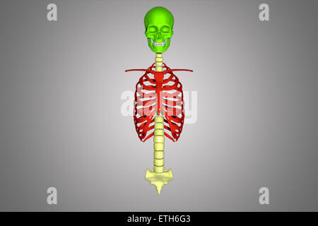 Skull And Ribs Skull with ribs Stock Photo - Alamy