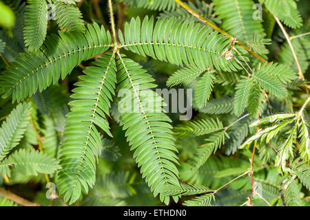 Sensitive plant Mimosa pudica Stock Photo