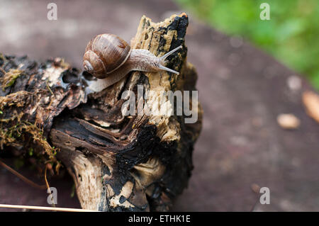 Moving snail on a dry log in the forest Stock Photo
