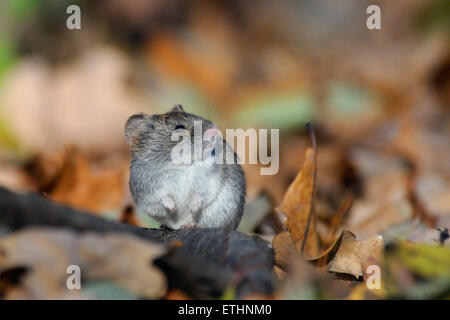 Wood mouse among yellow leaves