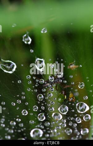 Raindrops caught in a spiderweb Stock Photo
