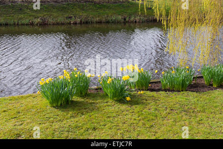 bunch of blooming narcissus flowers next to a pond Stock Photo