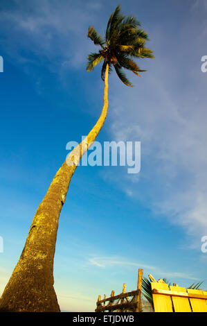 Amazing sandy beach with coconut palm against blue sky Stock Photo