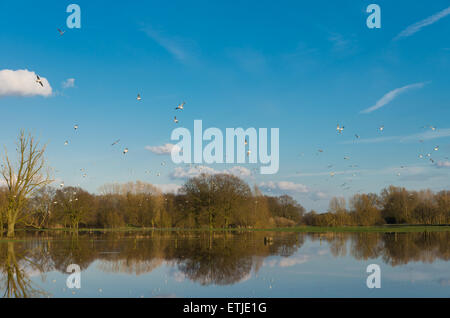 flock of birds flying above the floodplains of a small river in the netherlands Stock Photo