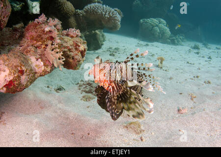 African lionfish, Deepwater firefish or Frillfin turkeyfish (Pterois mombasae) Stock Photo