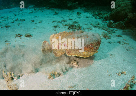 Stonefish (Synanceia verrucosa) Red sea, Marsa Alam, Abu Dabab, Egypt Stock Photo