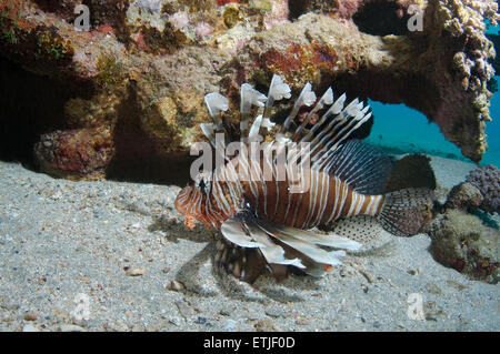 African lionfish, Deepwater firefish or Frillfin turkeyfish (Pterois mombasae) Stock Photo