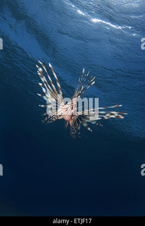 common lionfish or devil firefish (Pterois miles), Red sea, Marsa Alam, Abu Dabab, Egypt Stock Photo