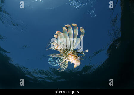 common lionfish or devil firefish (Pterois miles), Red sea, Marsa Alam, Abu Dabab, Egypt Stock Photo