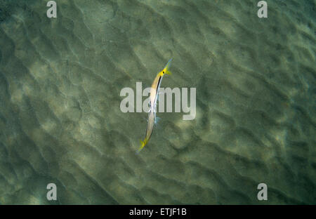Courtship Red Sea goatfish (parupeneus forsskali) Red sea, Marsa Alam, Abu Dabab, Egypt Stock Photo