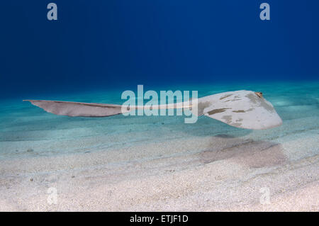 cowtail stingray (Pastinachus sephen) swims over a sandy bottom, Red sea, Marsa Alam, Abu Dabab, Egypt Stock Photo