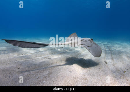 cowtail stingray (Pastinachus sephen) swims over a sandy bottom, Red sea, Marsa Alam, Abu Dabab, Egypt Stock Photo