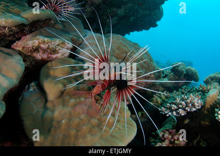 clearfin lionfish, tailbar lionfish, radiata lionfish, or radial firefish (Pterois radiata) Red sea Stock Photo