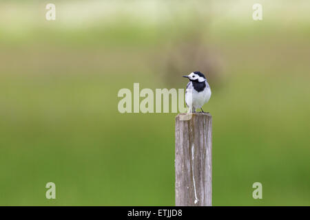 White Wagtail sitting on a pole Stock Photo