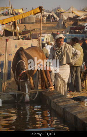 Man with horse at drinking trough, Pushkar fair, Rajasthan, India Stock Photo