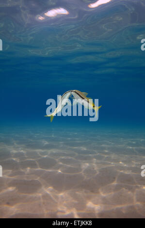 Courtship Red Sea goatfish (parupeneus forsskali) Red sea, Marsa Alam, Abu Dabab, Egypt Stock Photo