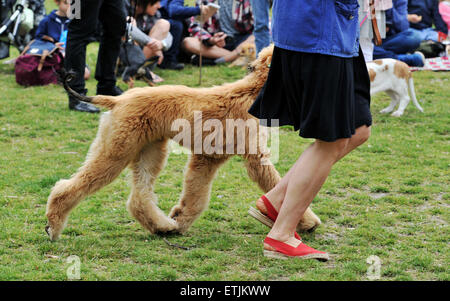 Brighton, UK. 14th June, 2015. walking in step with their owner an Afghan hound in the competition ring at the annual Bark in the Park Dog Show held at Queens Park in Brighton  Credit:  Simon Dack/Alamy Live News Stock Photo